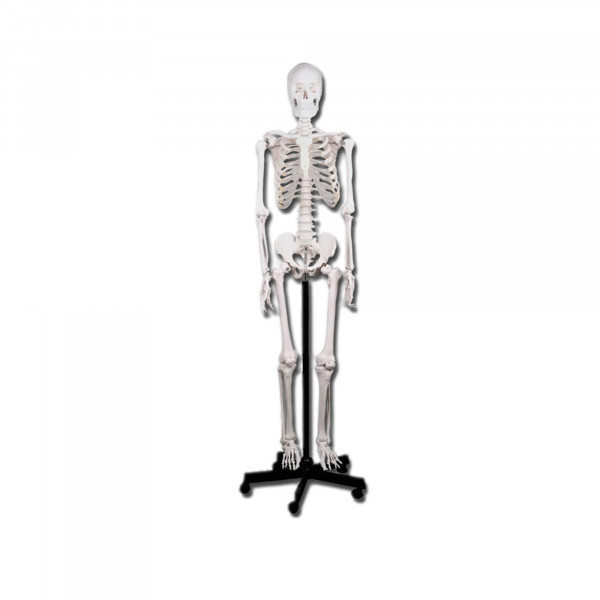 Squelette corp humain classique
