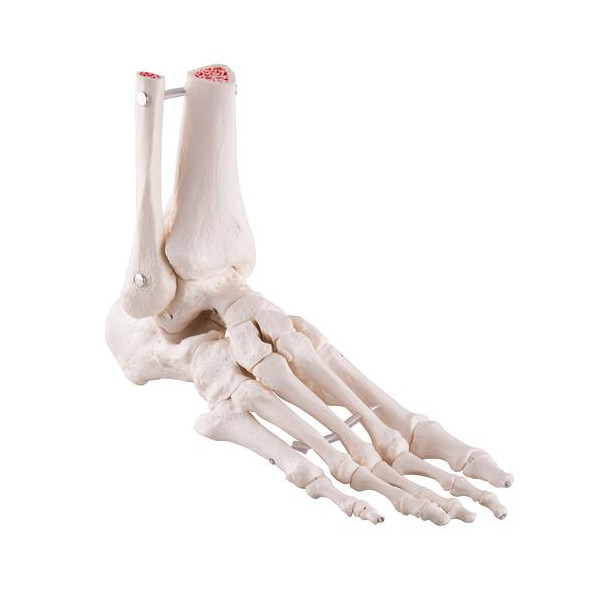 Squelette du pied avec moignon tibia et fibula (péroné), montage élastique, côté