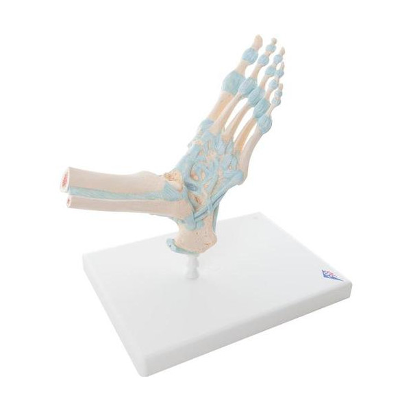 Modèle de squelette du pied avec ligaments