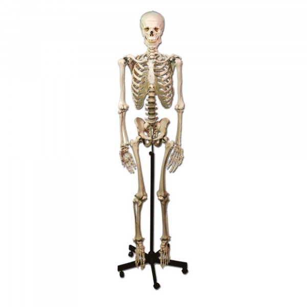 Squelette Humain grandeur nature 170cm
