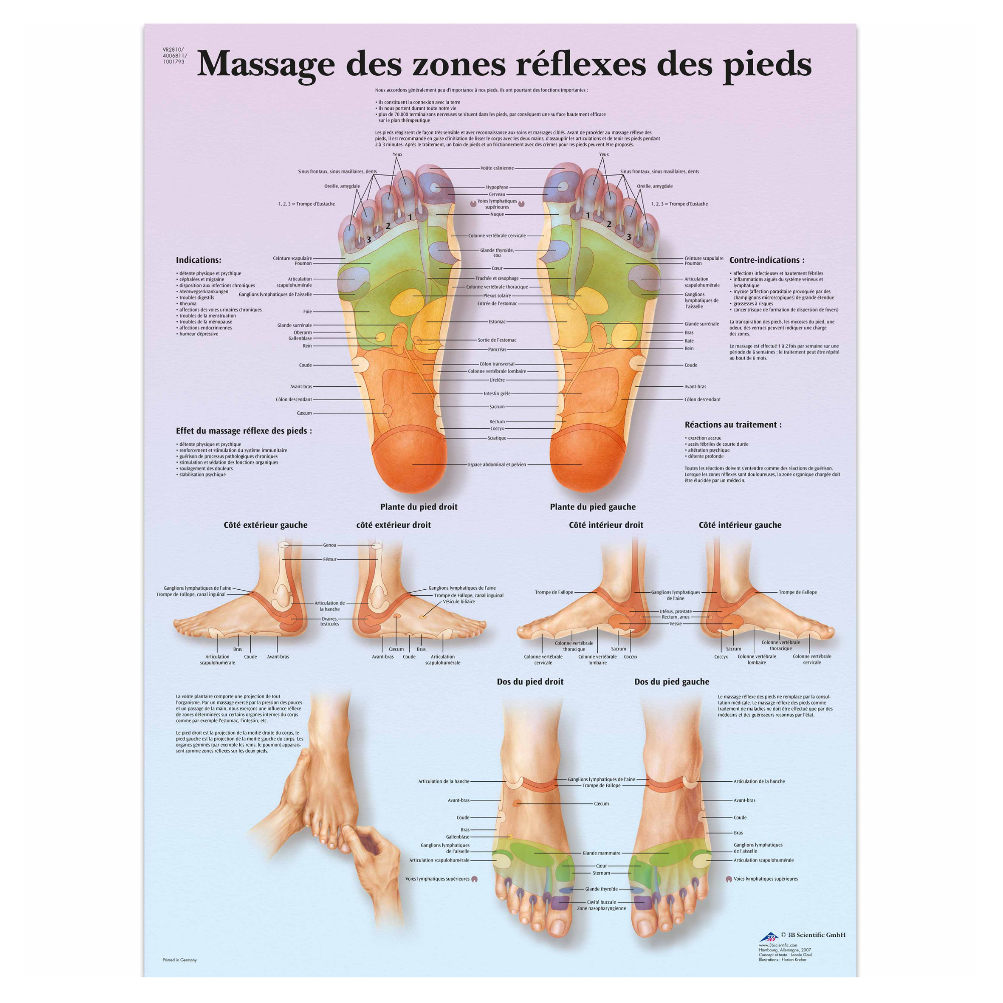 Poster anatomique anatomique de l'articulation du genou à bas prix