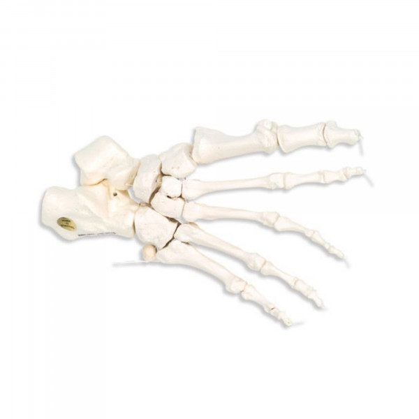 Squelette du pied sur fil de nylon