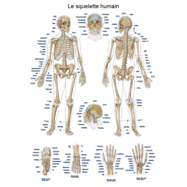 Planche anatomique - Le squelette humain - 50 x 70 cm - Français et latin