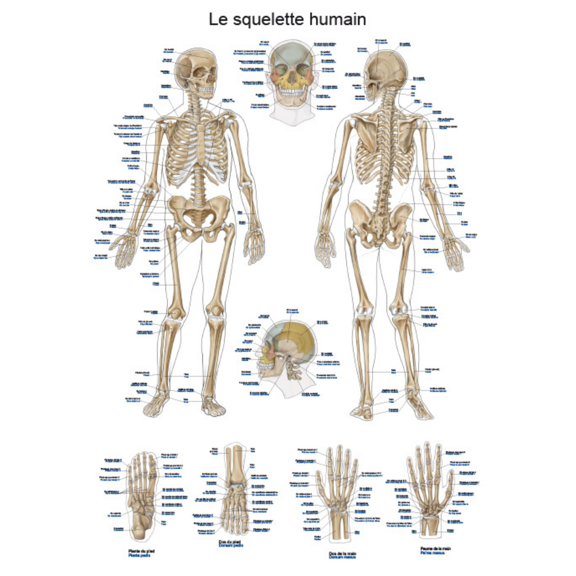 Planche anatomique - Le squelette humain - 50 x 70 cm - Français