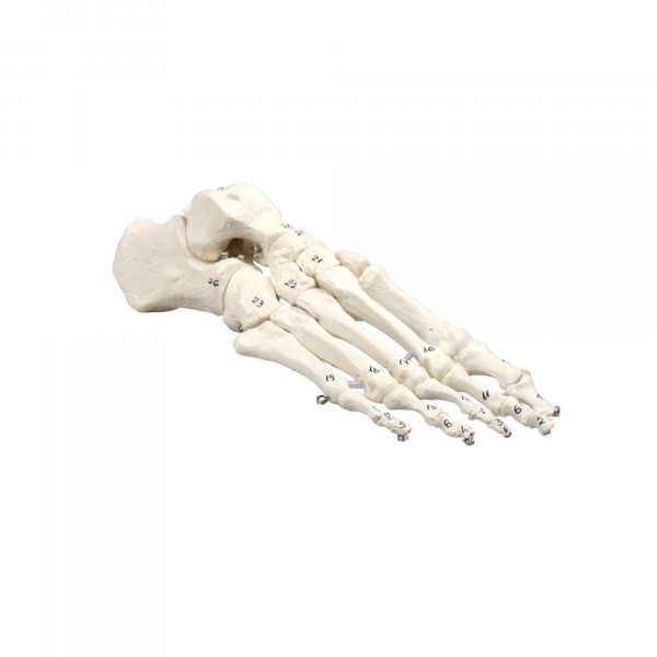 Squelette du pied classique avec os numérotés