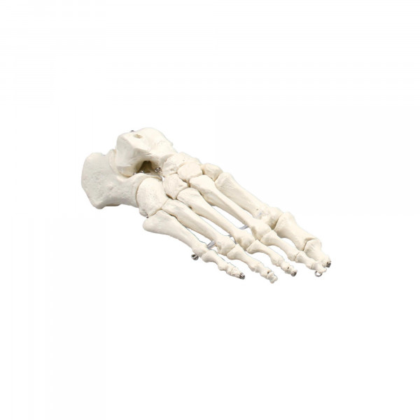 Squelette du pied classique
