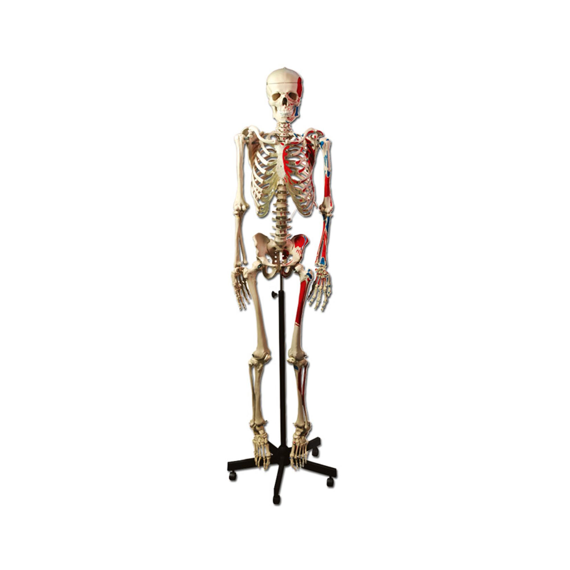 Squelette humain grandeur nature 170cm avec muscles sur côté gauche