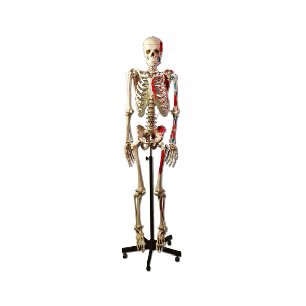 Planche anatomique - Le squelette humain - 50 x 70 cm - Français