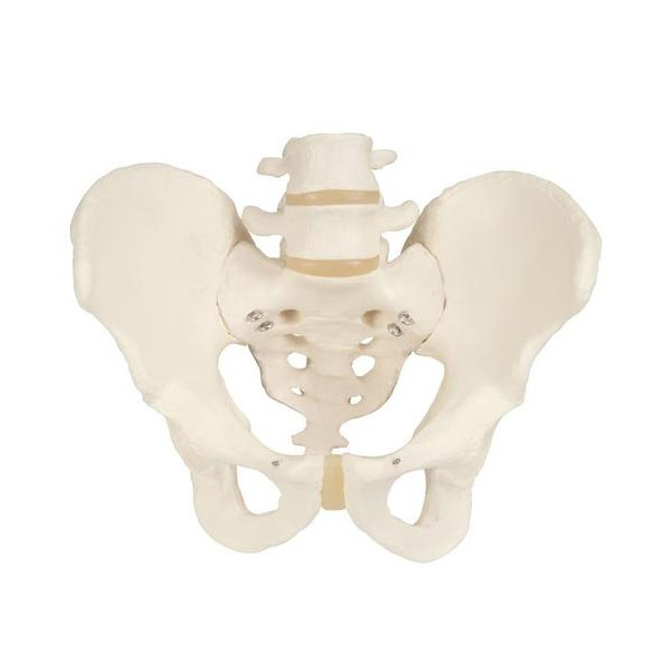 Squelette du bassin, masculin - Anatomie et pathologie