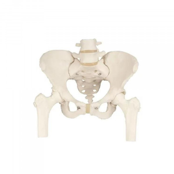 Squelette du bassin, féminin, avec moignons de fémur - Anatomie et pathologie - 3B Scientific