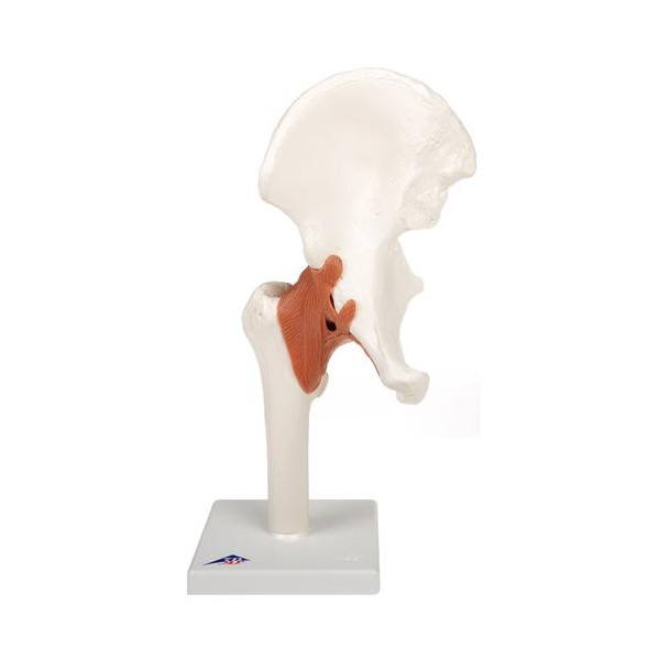 Articulation de la hanche - Modèle fonctionnel - Anatomie et pathologie