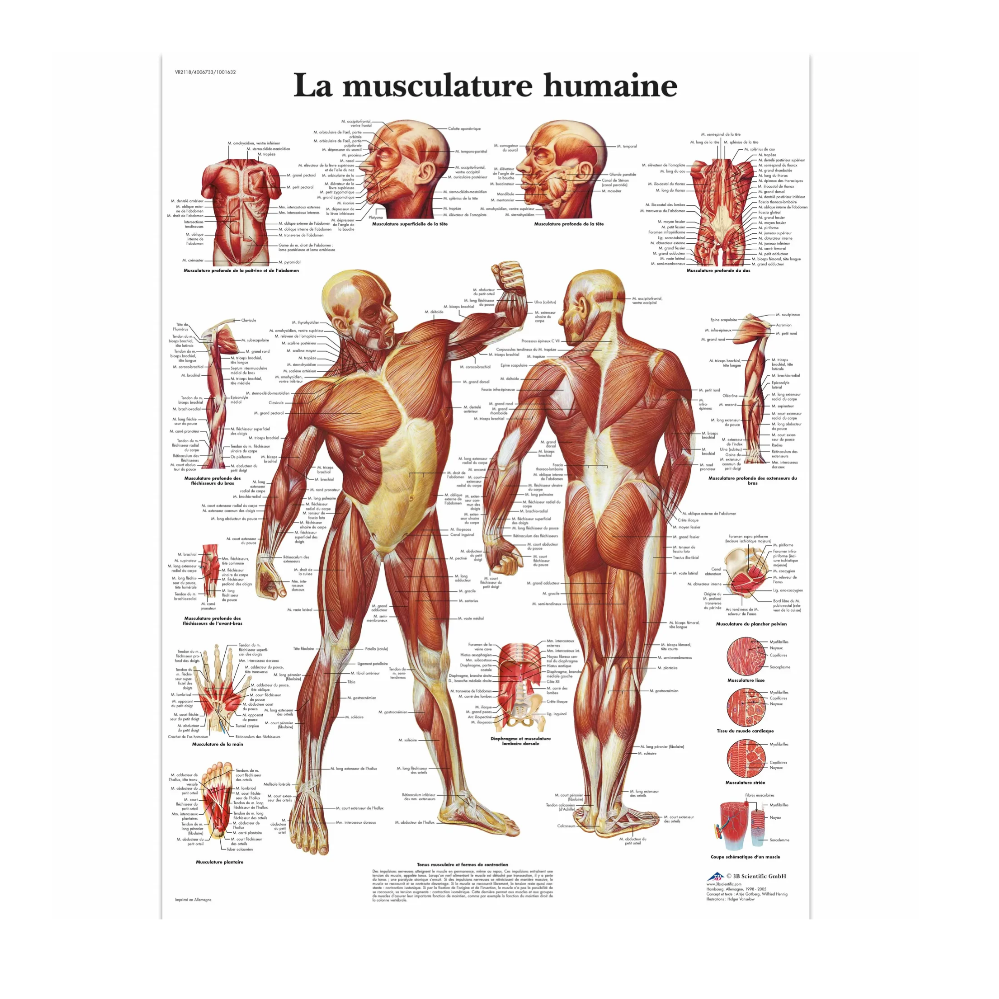 Anatomical chart - Musculature - Anatomy and pathology - 3B Scientific