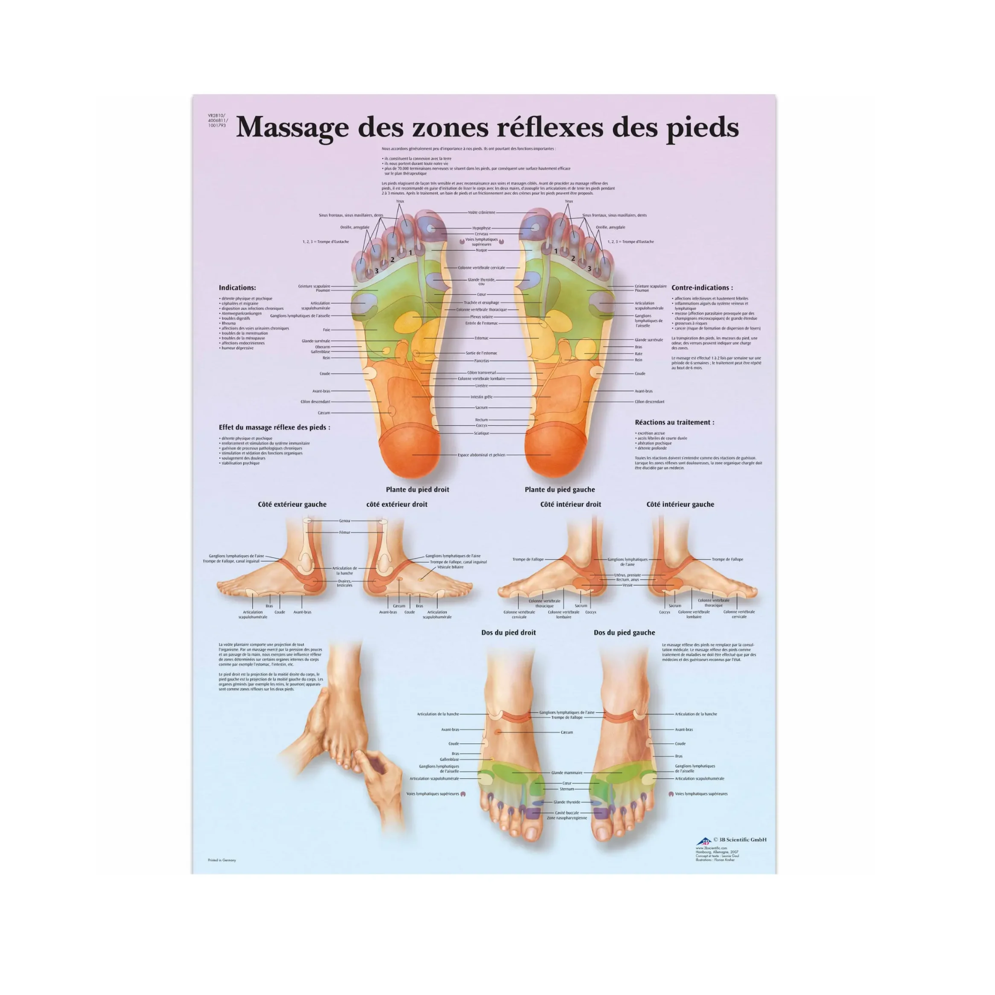 Planche anatomique - Massage des zones réflexes des pieds - 3B Scientific